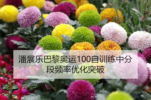 潘展乐巴黎奥运100自训练中分段频率优化突破
